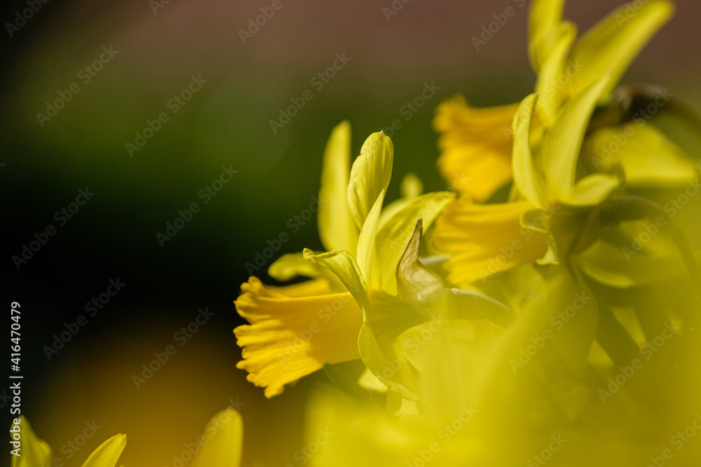 Obraz premium Jonquilles
