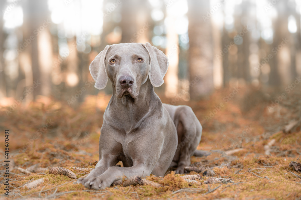 Weimaraner Jagdhund