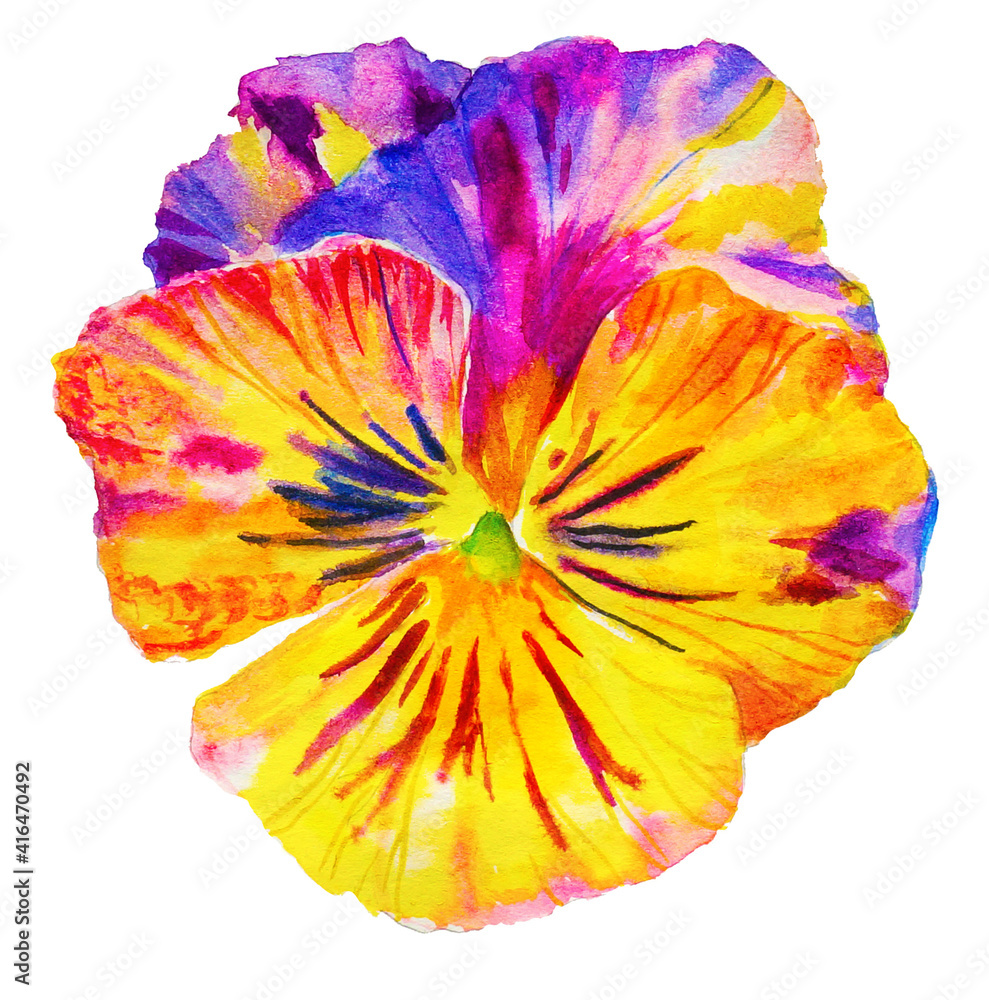 Watercolor yellow red pansy flower isolated on white background
