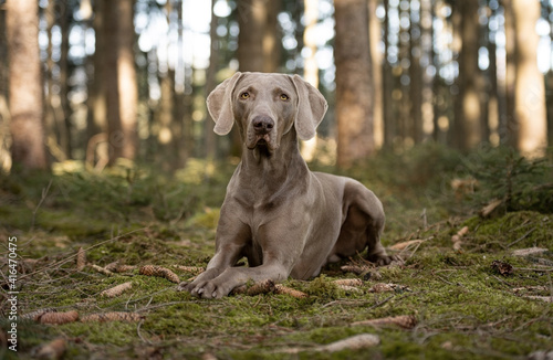 Foto Weimaraner Vorstehhund