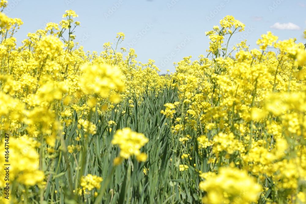 Spring yellow rape plant flowers blooming in the field, backdrop for your design, closeup, copy space, eco farming and spring nature concept