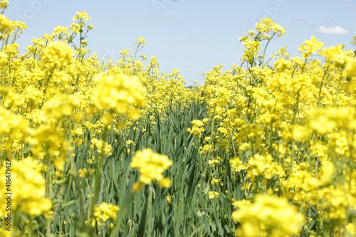 Spring yellow rape plant flowers blooming in the field, backdrop for your design, closeup, copy space, eco farming and spring nature concept © teatian