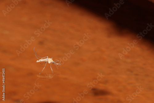 A mosquito floating on surface of water over orange basin as background.
