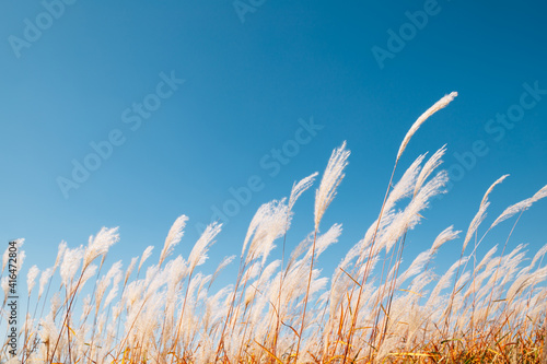 Obraz na płótnie Dry reed field. Autumn of Gaetgol Eco Park in Siheung, Korea w salonie