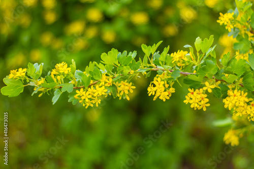  Blooming wild currant with yellow flowers. Summer in the garden. Branches close-up. The background. Place for an inscription.