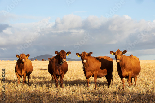 Four  brown cows on a cattle farm