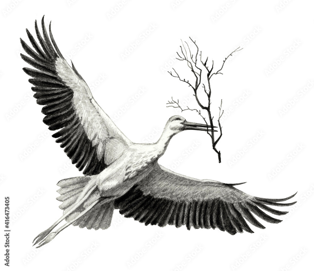 Fototapeta premium flying stork with a branch in its beak on white background. Pencil sketch of detailed