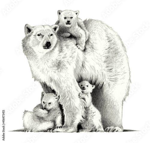 Polar bear mother with three cubs on a white background, pencil sketch photo