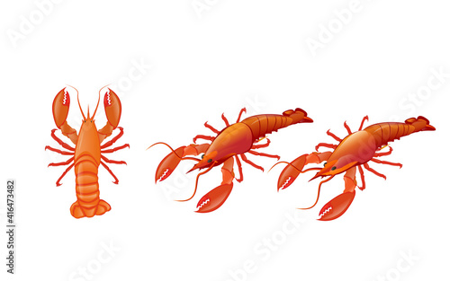 Isolated lobster on white background, complete red shell shrimp in overhead view isolated from white background.