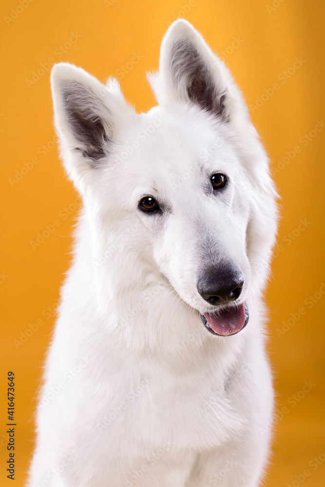 big white dog portrait on yellow background
