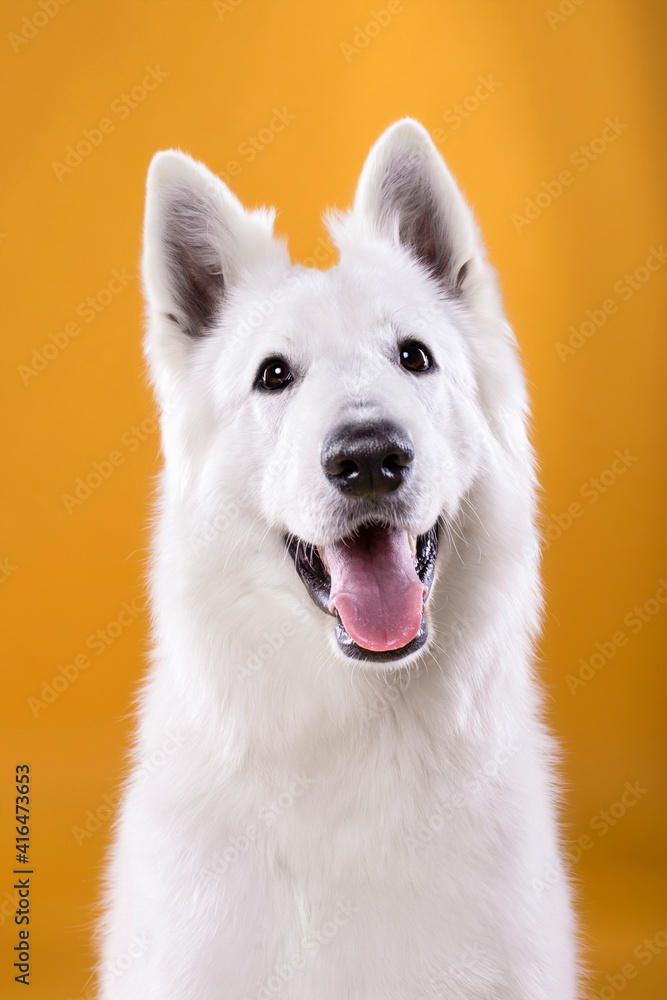 smile white dog portrait on yellow background