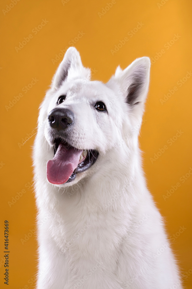 happy white dog portrait on yellow background