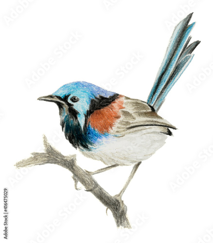 Lovely fairy wren (malyur) sitting on a branch. Color pencil drawing photo