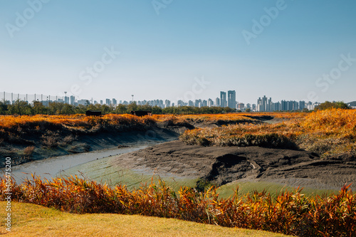 Fototapeta Naklejka Na Ścianę i Meble -  View of wetland. Autumn of Gaetgol Eco Park in Siheung, Korea