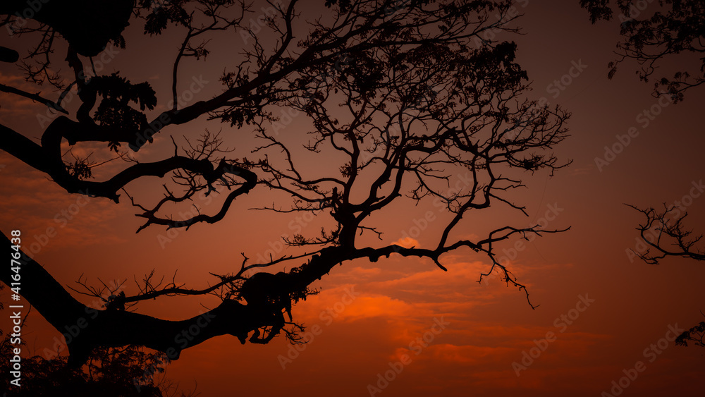 Silhouetted tree branch and beautiful evening sky photograph. glowing orange color in the sky after the sundown on the horizon in Galle fort twilight time, Silhouetted tree branch and beautiful evening sky photograph. glowing orange color in the sky after the sundown on the horizon in Galle fort twilight time,