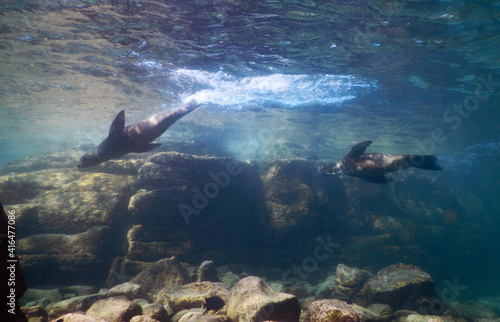 sea lion cubs diving in front of underwater rock formation 