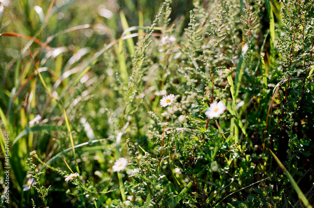 plants plants