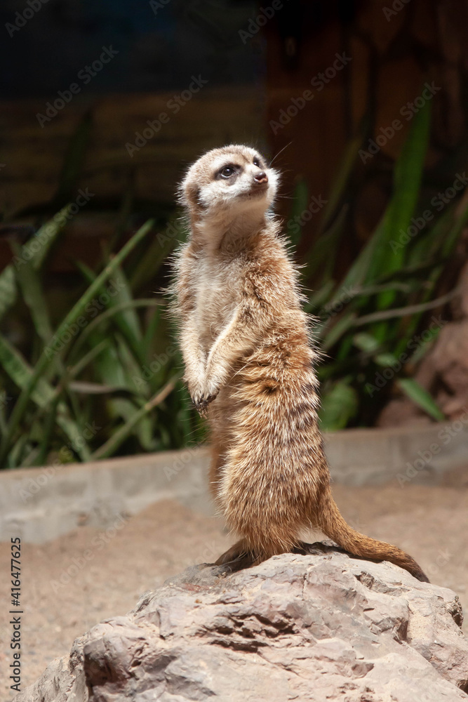 Fototapeta premium meerkat stands on a rock and looks up to the right