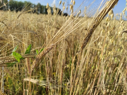 wheat field ears of wheat