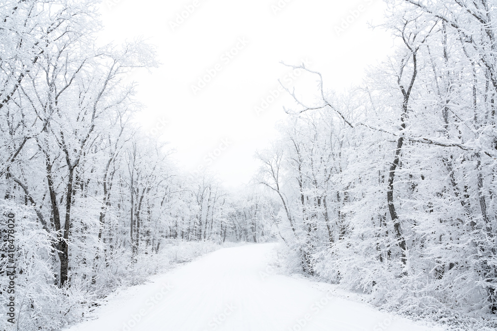 Snowy road in winter forest