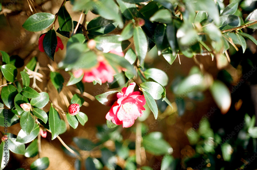 Obraz premium Camellia