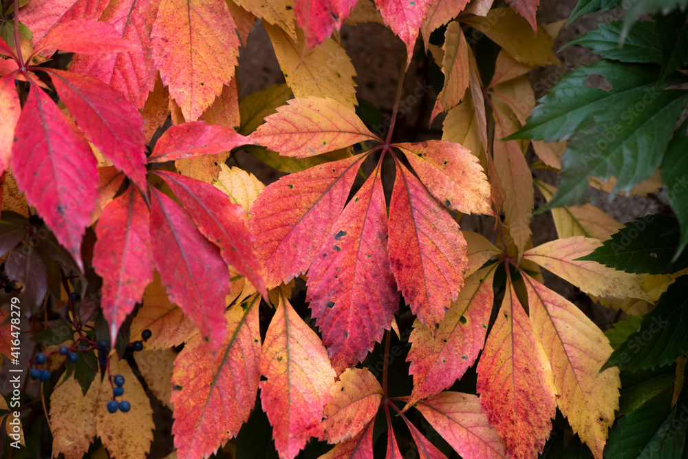 Nice yellow orange red leaves nature background abstract macro close up autumn Nice yellow orange red leaves nature background abstract macro close up autumn