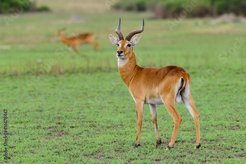 running antelope Waterbuck (Kobus ellipsiprymnus) in the african savannah namibia kruger park botswana masai mara