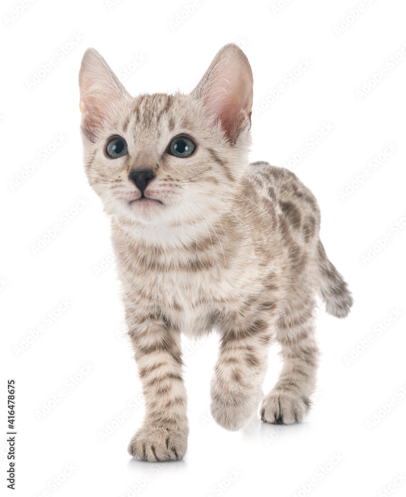 bengal kitten in studio