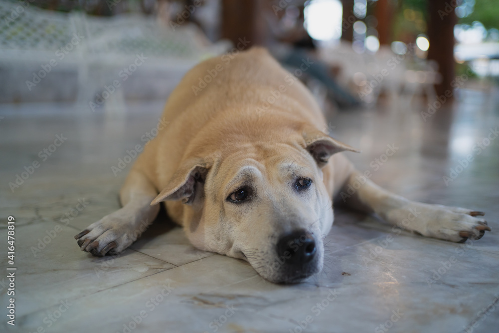 The sleeping brown colour dog on the floor The sleeping brown colour dog on the floor