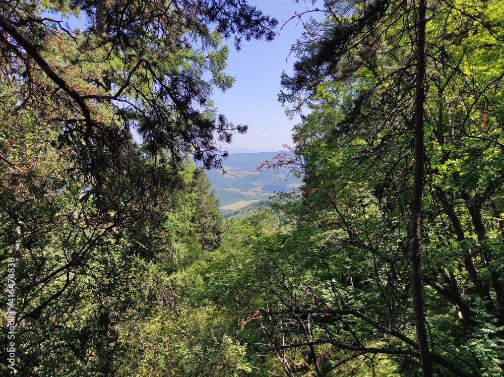 Obraz premium forest and mountains