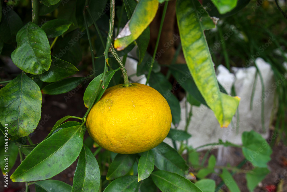 木に実った柑橘