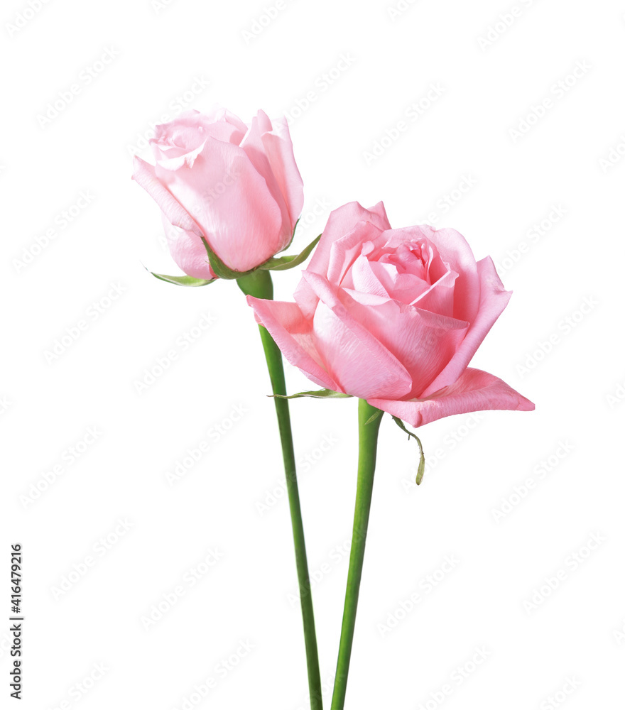 Two light pink Roses isolated on white background.