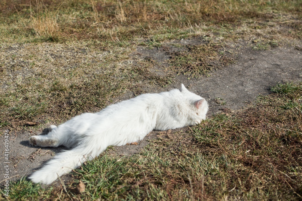 White fluffy cat basks on the path in the sunlight White fluffy cat basks on the path in the sunlight