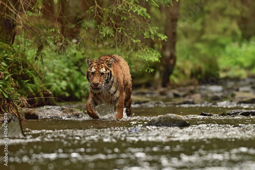 Tiger in the water 