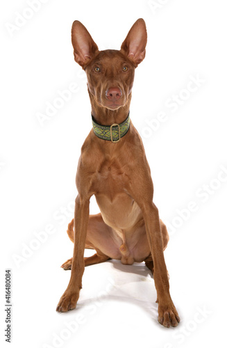 Pharaoh Hound