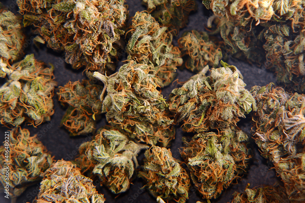 Marijuana buds closeup. Medicinal cannabis flowering on black background. Hemp recreation, medical usage, legalization.
