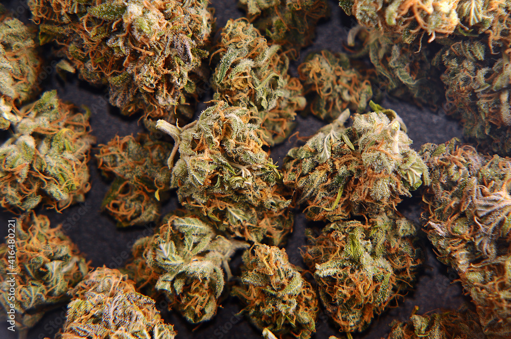 Marijuana buds closeup. Medicinal cannabis flowering on black background. Hemp recreation, medical usage, legalization. Marijuana buds closeup. Medicinal cannabis flowering on black background. Hemp recreation, medical usage, legalization.