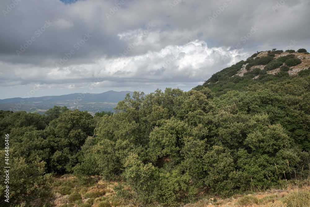 Mediterranean forest in Font Roja Natural Park, province of Alicante, Spain