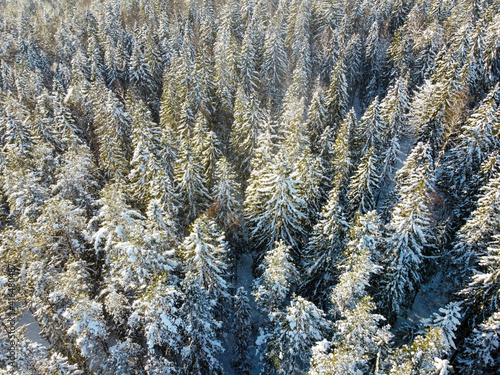 Snow-covered winter forest from a drone