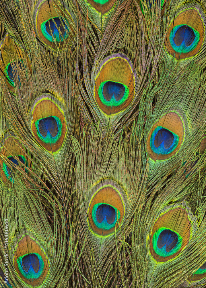 Fototapeta premium Bright colorful peacock feathers in a pattern