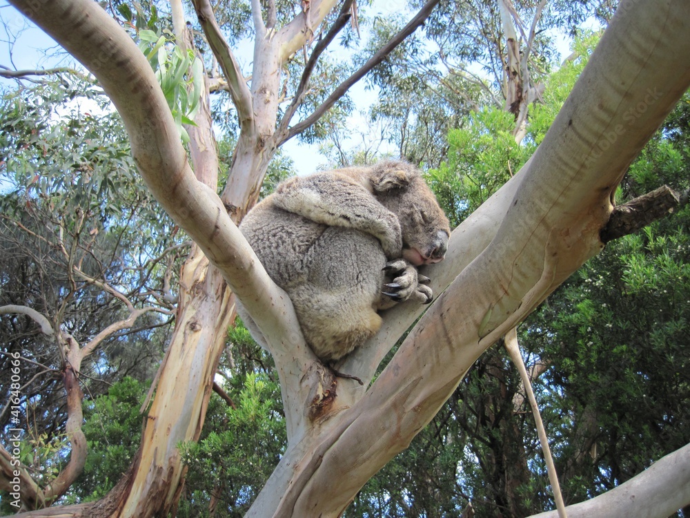 Fototapeta premium Sleeping koala bear sleeping in a tree in southern Australia