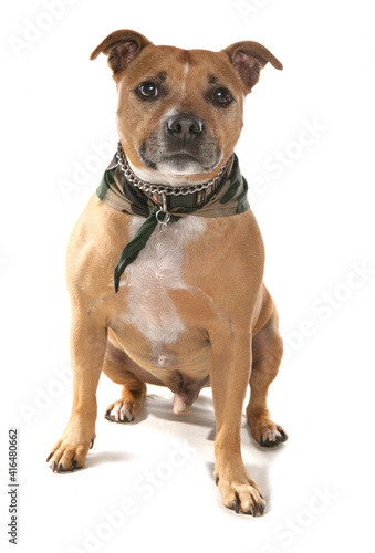 Staffordshire bull terrier