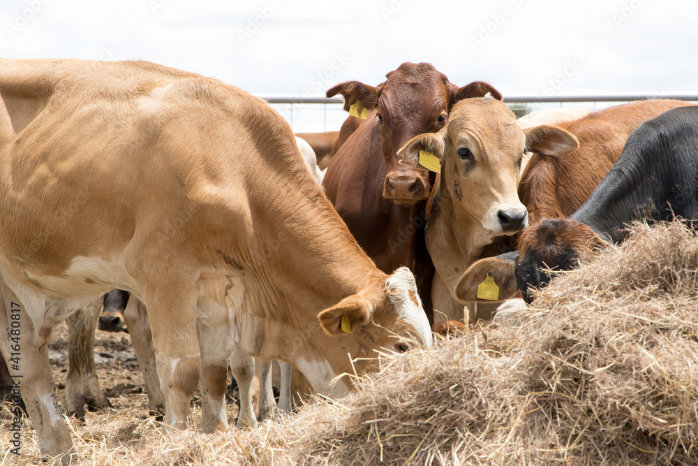Fototapeta premium Feedlot cattle 29