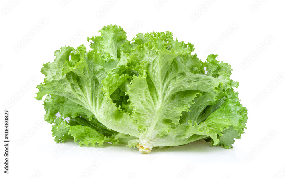fresh green lettuce salad leaves on white background fresh green lettuce salad leaves on white background