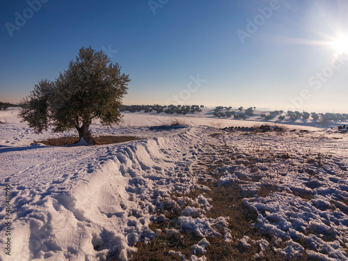 Nieve en el olivar en Pinto. Madrid. España. Europa