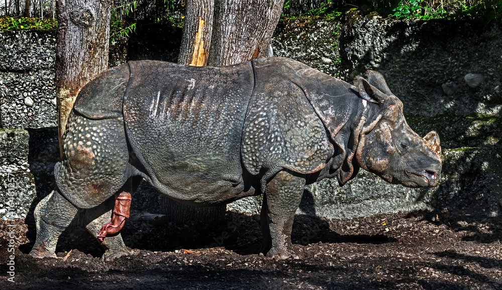 Fototapeta premium Great indian rhinoceros male in the enclosure. Latin name - Rhinoceros unicornis