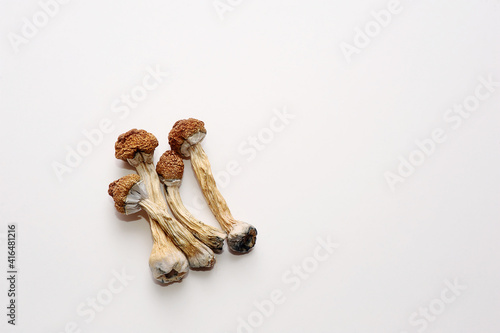 Microdosing concept. Dry psilocybin mushrooms on white background. Psychedelic, mind-blowing, magic mushroom. Medical use.