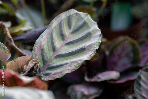 calathea musaica plant sold at the glasshouse photo