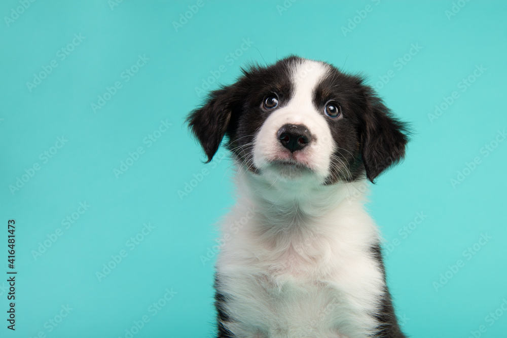 Portrait of a cute border collie puppy looking at the camera on a blue background