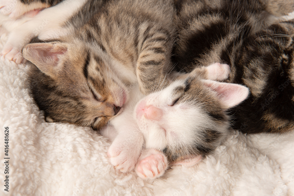 Cute tabby kitten sound asleep with eyes closed on a wihte cloth with its siblings